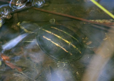 Striped Mud Turtle