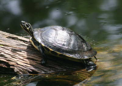 Peninsula Cooter