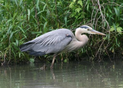 Great Blue Heron