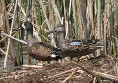 Blue-winged Teal pair