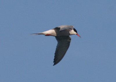 Common Tern; breeding