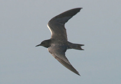Black Tern; breeding