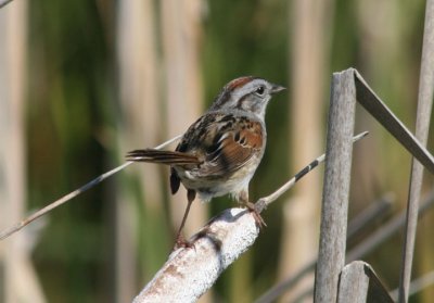 Swamp Sparrow; breeding