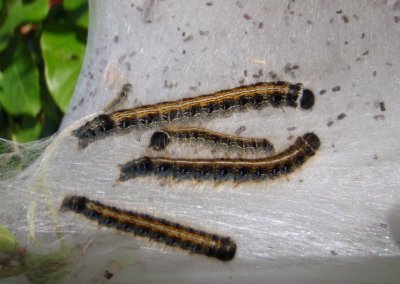 7701 - Malacosoma americanum; Eastern Tent Caterpillars