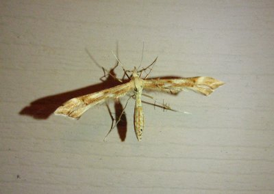 6107 - Gillmeria pallidactyla; Plume Moth species