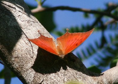 Puerto Rican Leafwing