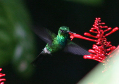 Puerto Rican Emerald; male; endemic