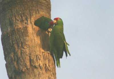 Red-crowned Parrots; exotic