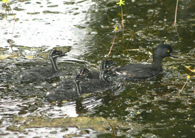 Least Grebe with chicks