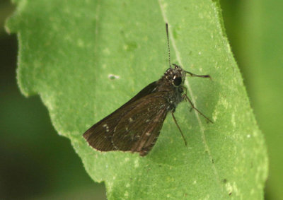 Amblyscirtes celia; Celia's Roadside-Skipper