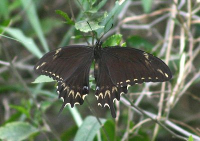  Papilio ornythion; Ornythion Swallowtail; female