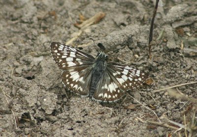 Pyrgus albescens; White Checkered-Skipper