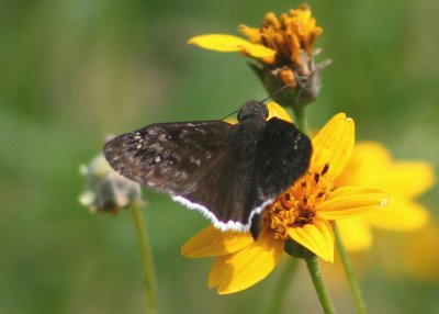 Erynnis tristis; Mournful Duskywing