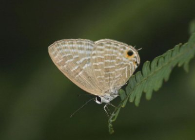 Jamides alecto dromicus (Metallic Cerulean)