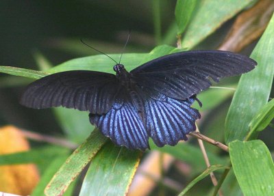 Papilio memnon heronus (Great Mormon); male