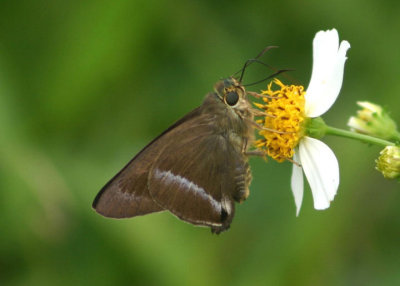 Hasora chromus (Common Banded Awl)