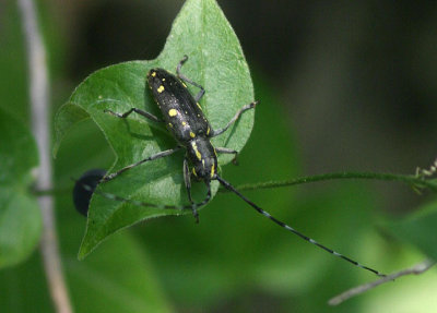 Longhorn Beetle species