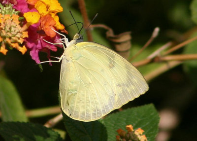 Catopsilia pomona (Lemon Emigrant); female