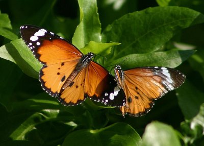 Danaus chrysippus (Plain Tiger)