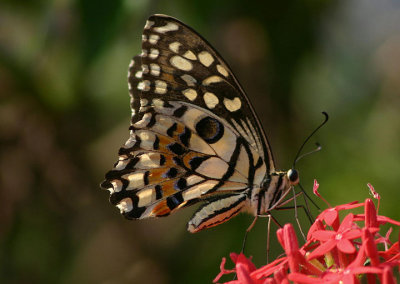 Papilio demoleus (Lime Butterfly)