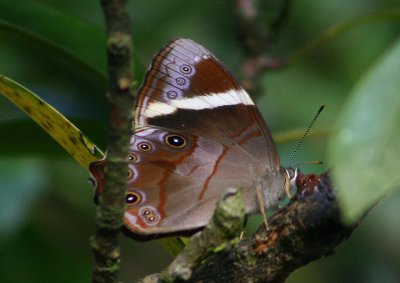 Lethe insana formosana (no common name)