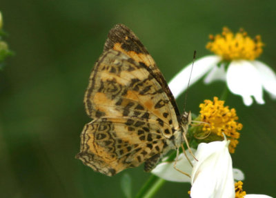 Symbrenthia hypselis scatinia (no common name)