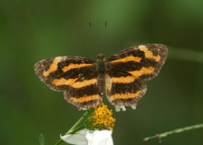 Symbrenthia hypselis scatinia (no common name)