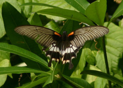 Papilio memnon heronus (Great Mormon); female