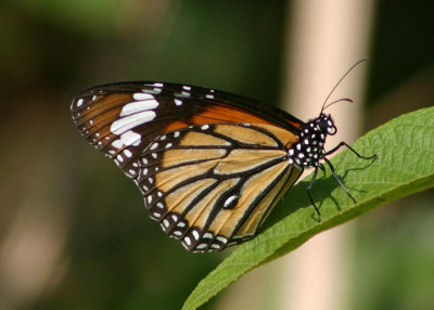 Danaus genutia  (Common Tiger)