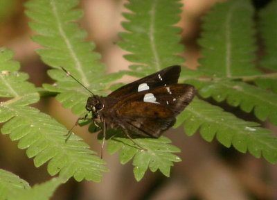 Notocrypta curvifascia (Restricted Demon)