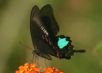 Papilio paris nakaharai (Paris Peacock)