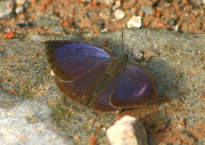 Arhopala japonica (Japanese Oakblue)