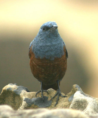 Blue Rock Thrush; male