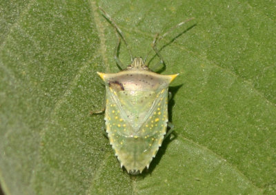 Arvelius albopunctatus; Tomato Stink Bug
