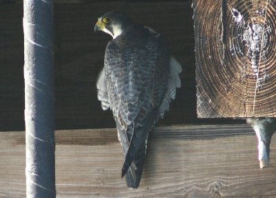 Peregrine Falcon