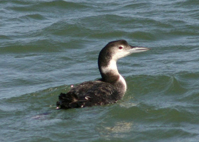 Common Loon; basic