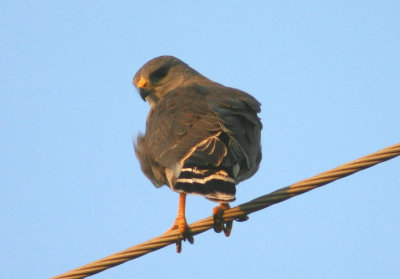 Gray Hawk