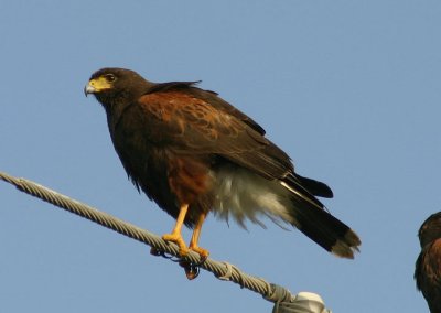 Harris's Hawk