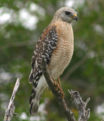 Red-shouldered Hawk