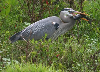 Great Blue Heron with bizarre fish