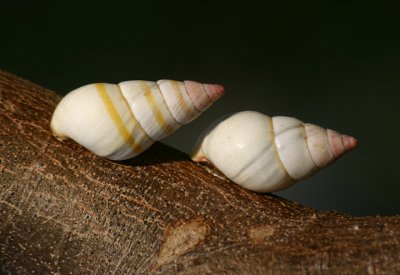 Florida Tree Snails