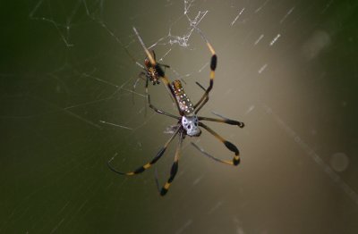 Nephila clavipes; Golden Silk Spiders