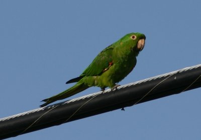 Red-masked Parakeet; exotic