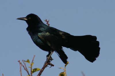 Boat-tailed Grackle; male