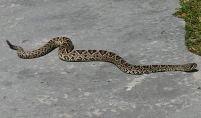 Eastern Diamondback Rattlesnake