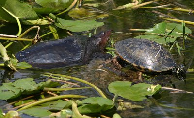 Florida Softshell (left) and Peninsula Cooter