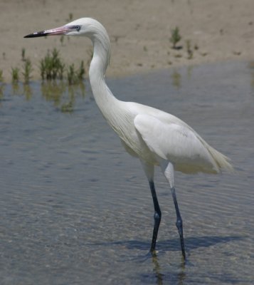 Reddish Egret; white morph