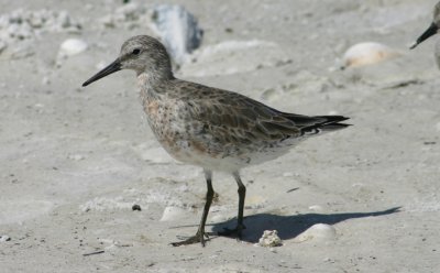 Red Knot; transitional plumage
