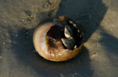 Flat-clawed Hermit Crab inhabiting Shark Eye Moon Snail