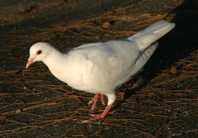 Rock Pigeon; exotic
